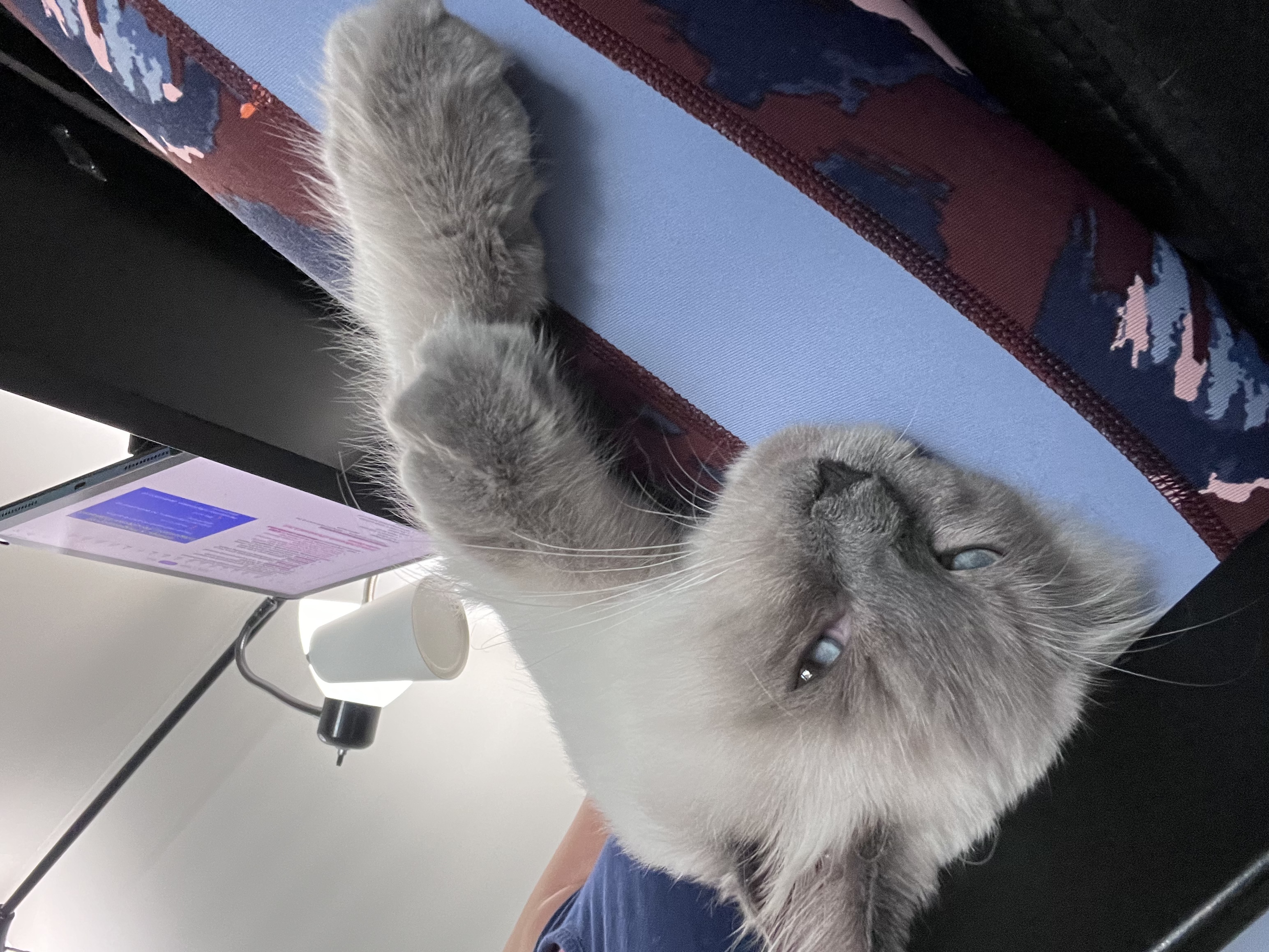 Being a cat mom