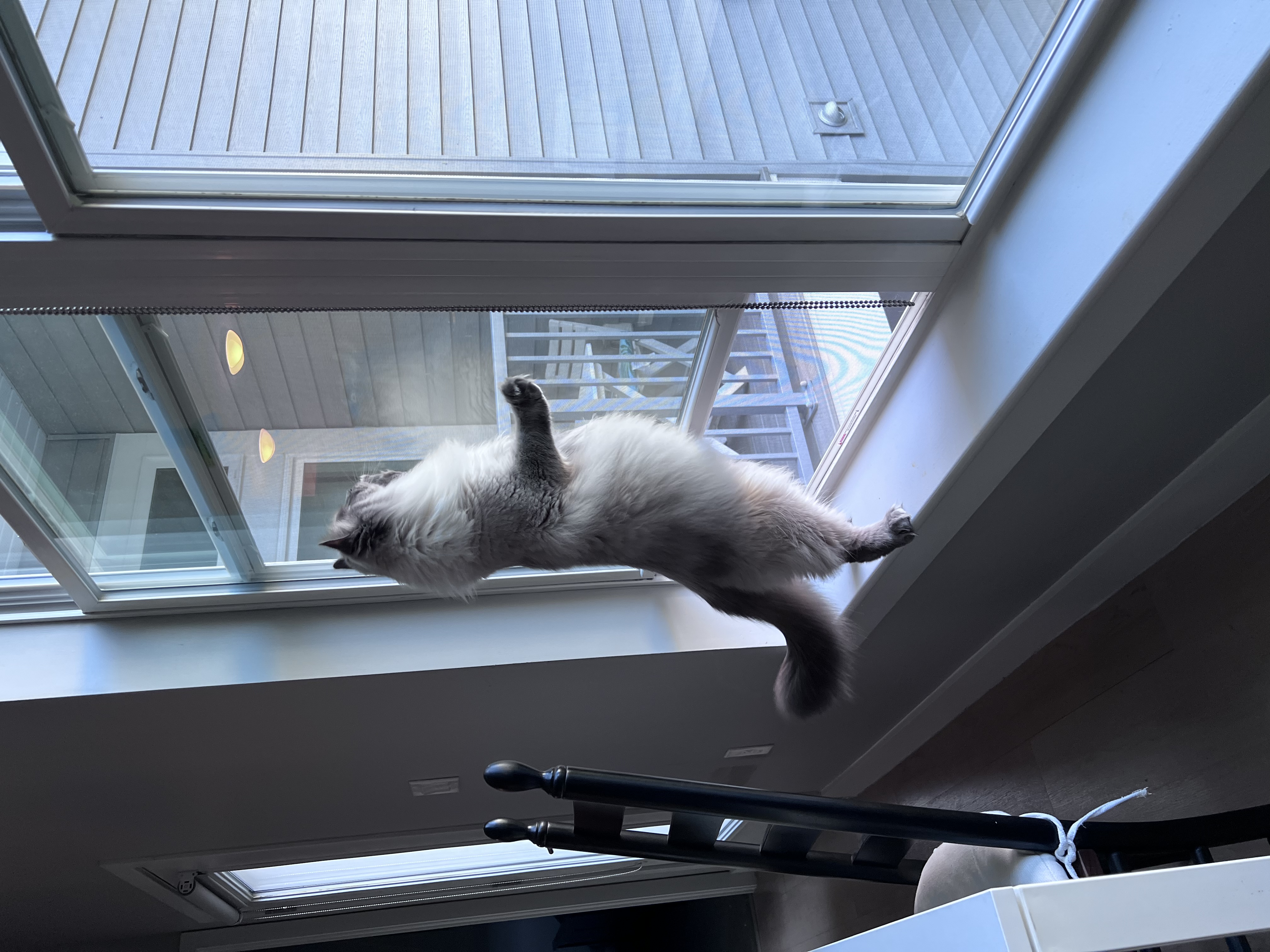 Minko relaxing at home
